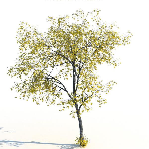 درخت نمدار تیلیا